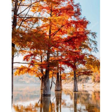Imagem de Mudas de Pinheiro Vermelho Taxodium Distichum
