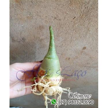 Imagem de Mudas de rosa do deserto para fazer enxerto CAVALO ARABESUM PORTE PEQU