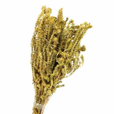 Imagem de Samambaia Verde e Amarelo Natural Desidratado