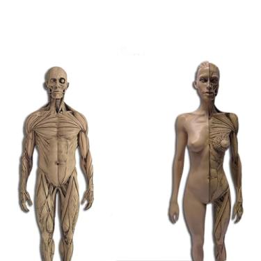 Imagem de Modelo anatômico do sistema musculoesquelético humano, figura anatômica feminina e masculina modelo ósseo muscular anatômico humano - para estudo de desenho de artista médico, estudo de sala de aula
