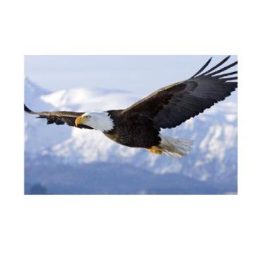 Imagem de Quadro Decoração de Vidro Águia Voando Alto Escritorio - TEEME