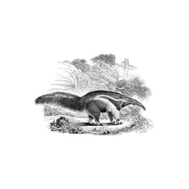 Imagem de e.x.o.b.o | Notizbücher: Umfangreiches und exotisches Blanko-Journal mit einzigartiger Vintage-Handzeichnung (Ameisenbär)