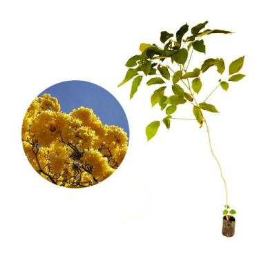 Imagem de Muda de Ipê Amarelo Bola 20 a 40cm AMK - Plantas Online - AMK Jardinag