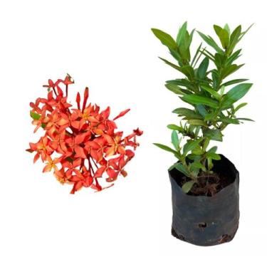 Imagem de Kit 20 Mudas de Mini Ixora Vermelha 20 a 40cm Plantas Online - AMK Jar