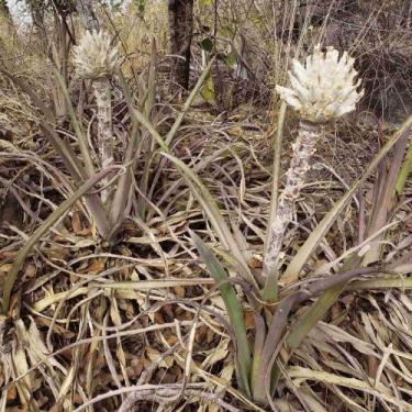 Imagem de Bromélia interior - Sementes - Genérico