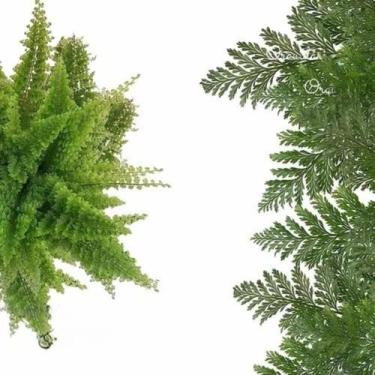 Imagem de Kit 3 Plantas Samambaia Prata - Francesa - Havaiana Planta Natural Par