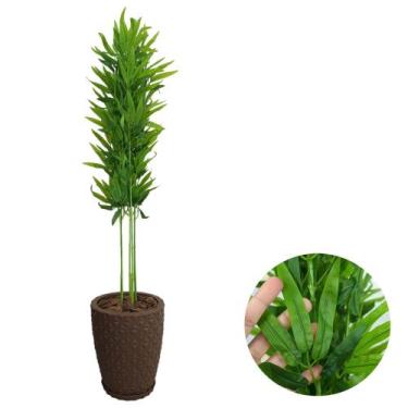 Imagem de Planta Artificial Bambu Da Sorte com Vaso Polietileno Cores - PlantaIm