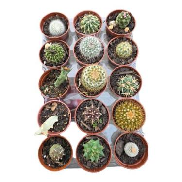 Imagem de Kit mini cactos pote 6 - 10 unidades variadas - Suculentas e Cia