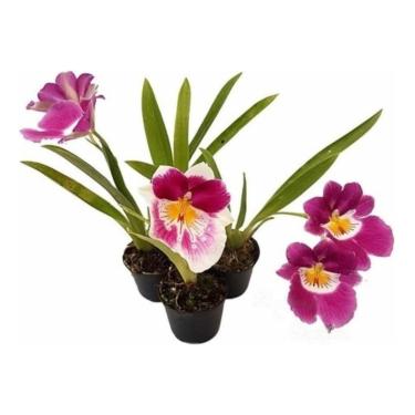 Imagem de Kit 2 Mudas Orquídea Miltonia Colombiana Planta Pré Adulta