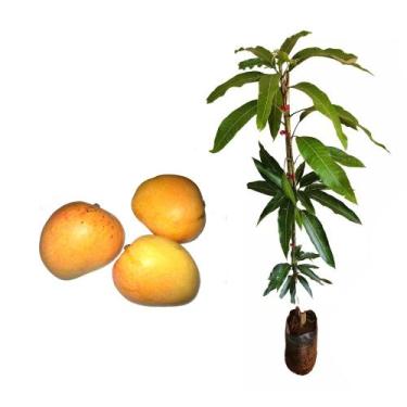 Imagem de Muda de Manga Itamaracá 50 a 80cm AMK - Plantas Online - AMK Jardinage