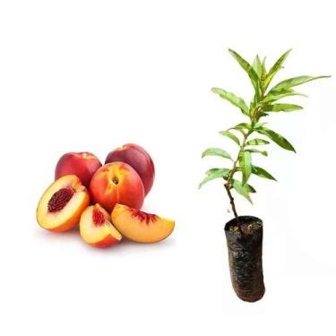 Imagem de Muda de Nectarina 50 a 80cm AMK - Plantas Online - AMK Jardinagem e Pa