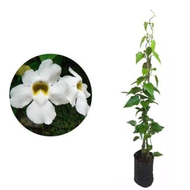 Imagem de Muda de Tumbergia Branca 50 a 80cm AMK - Plantas Online - AMK Jardinag