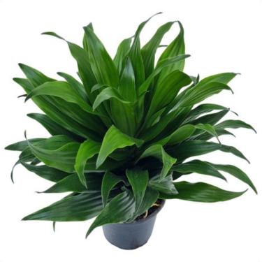 Imagem de Muda Dracaena Compacta Deremensis Planta Baby Natural Vaso 10 Linda Folhagem Verde