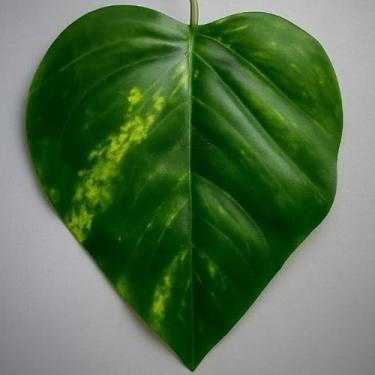 Imagem de Cordão de Folhagem Artificial 2m 4m 6m 8m 10m 12m de Folhas Hera Verde – Decoração Natural e Elegante para Ambientes (Jibóia,2 metros)