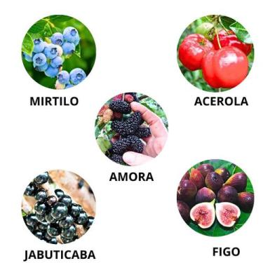 Imagem de Kit 5 Mudas Produz Ano Inteniro 1 Acerola 1 Amora 1 Figo 1 Jabuticaba 