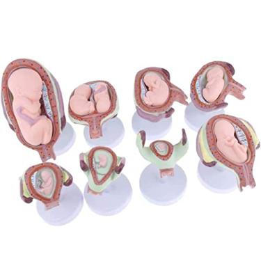 Imagem de EHVYBDX Conjunto de modelos de desenvolvimento fetal humano, anatomia de desenvolvimento fetal, modelo de ensino de ginecologia, 8 peças, série de gravidez feminina, modelo de processo de