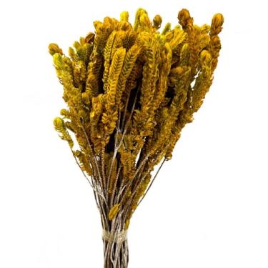 Imagem de Buquê de Capim Verde Amarelo - Natural Desidratado, 30-35 cm, Flores Sempre-vivas para Decoração, Marrom e Dourado