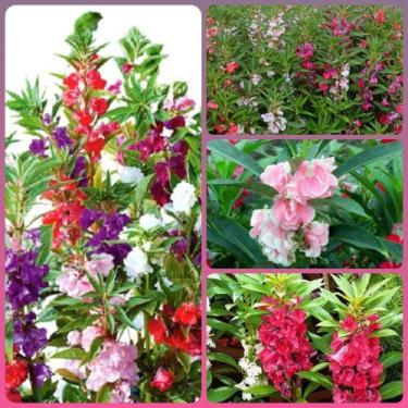 Imagem de 60 Sementes Da Flor Balsamina Camélia Sortida - SEEDS