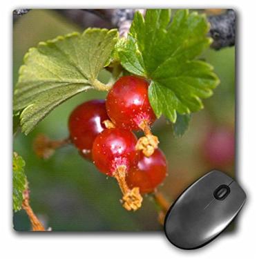 Imagem de 3dRose Mouse pad 20,3 x 20,3 x 0,63 cm, groselha, groselha, correntes de cera selvagem, Flora Frank Zurey (mp_83416_1)
