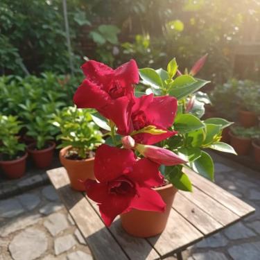 Imagem de Dipladenia Dobrada Vermelha, Planta Tropical Ornamental, Flores Vermelhas com Folhagem Verde, 30cm de Altura, Solo Bem Drenado, Luz Direta