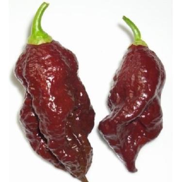 Imagem de Pimenta Bhut Jolokia Chocolate - 400mg De Sementes - Feltrin 