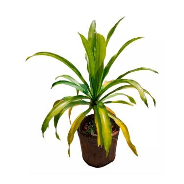 Imagem de AMK Jardinagem e Paisagismo, Muda de Dracena Arborea 20 a 40cm AMK - Plantas Online