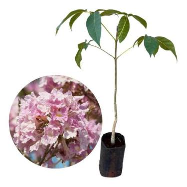 Imagem de 1 Muda De Ipê Amarelo + 1 Muda De Ipê Rosa - AMK - Jardinagem e Paisag