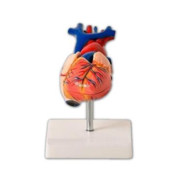 Imagem de Coração em Tamanho Natural 2 Partes - Anatomic TGD-0322