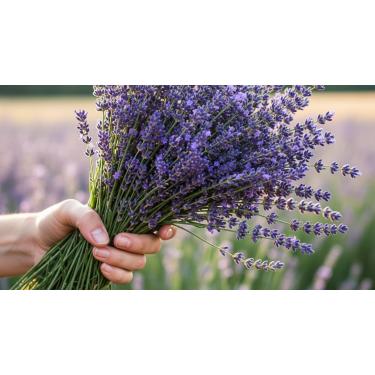 Imagem de Sementes de Lavanda Aromática, 100 Unidades, Floração Prolongada, Ideal para Jardim e Paisagismo