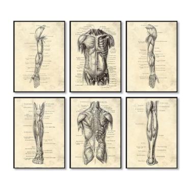 Imagem de Conjunto de 6 pôsteres de pintura em tela de músculo de órgão esqueleto impressões vintage anatomia do corpo humano arte fotos de parede médica decoração de sala de clínica (SKU1-6PCS, 40.6x60 cm