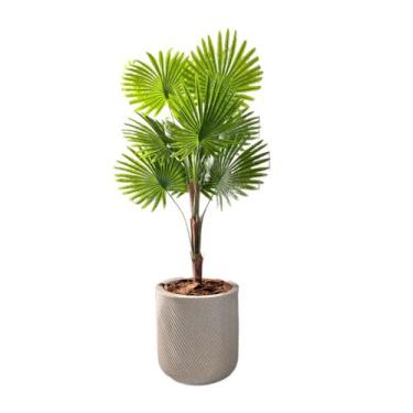 Imagem de Palmeira Rafis Artificial Leque Grande + Vaso Polietileno - Flor Imp