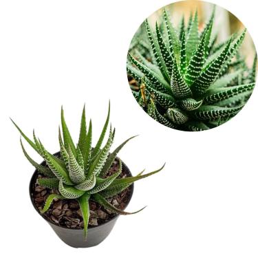 Imagem de Mini Suculenta Planta-zebra Haworthia Fasciata Pequeno Porte Envasada Vaso Plástico 09