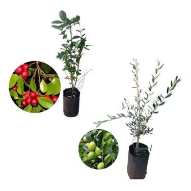 Imagem de Kit 2 Mudas - 1 Araçá Vermelho + 1 Oliveira - AMK - Jardinagem e Paisa