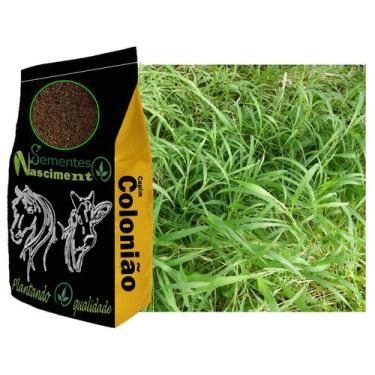 Imagem de 10kg sementes capim colonião pastagem melhorada e resistente - Semente