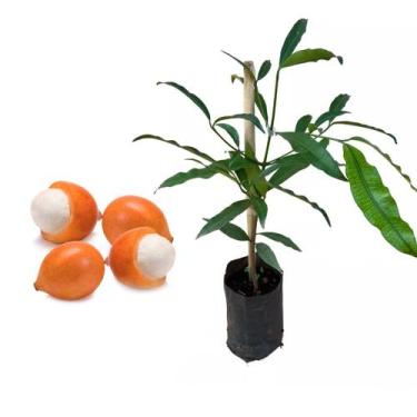 Imagem de Muda de Achachairu 20 a 40cm AMK - Plantas Online - AMK Jardinagem e P