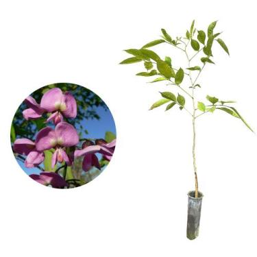 Imagem de Muda de Embira de Sapo 20 a 40cm AMK - Plantas Online - AMK Jardinagem