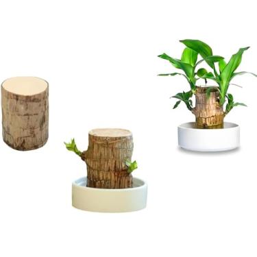 Imagem de Planta de madeira brasileira, mini madeira da sorte do Brasil, árvore da sorte, com bandeja de cerâmica, árvore brasileira perfeita para casa, decoração de mesa de escritório (individual)