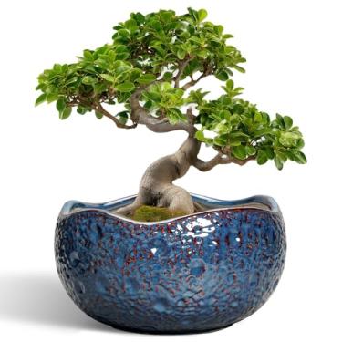 Imagem de Thirtypot Vasos de bonsai – Vaso de cerâmica grande de 33 cm para ambientes internos e externos, vasos decorativos redondos com orifício de drenagem, vasos de flores exclusivos modernos, decoração de