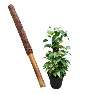 Imagem de Tutor Para Planta Trepadeira Fibra De Coco Bambu 60 Cm