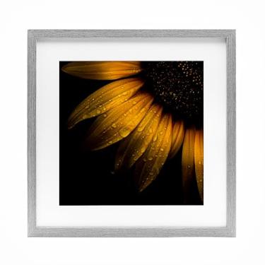 Imagem de Stupell Industries Detalhe de girassol com gotículas impressão emoldurada cinza sob vidro, design por Brian Carson Photography, 13 x 13