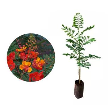 Imagem de Muda de Flamboyant Mirim 20 a 40cm AMK - Plantas Online - AMK Jardinag