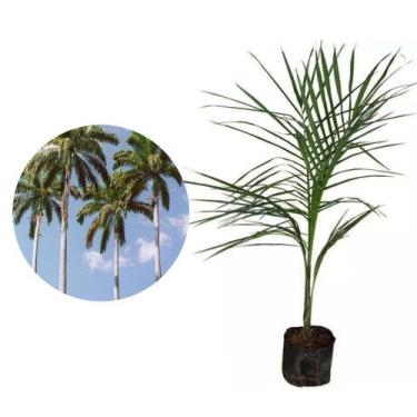 Imagem de Muda de Palmeira Imperial 20 a 40cm AMK - Plantas Online - AMK Jardina
