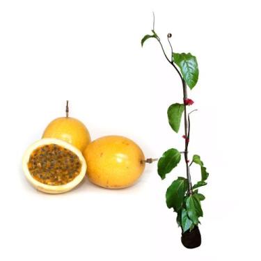 Imagem de Muda de Maracujá Azedo Altura de 0,40 cm a 0,80 cm - Plantas