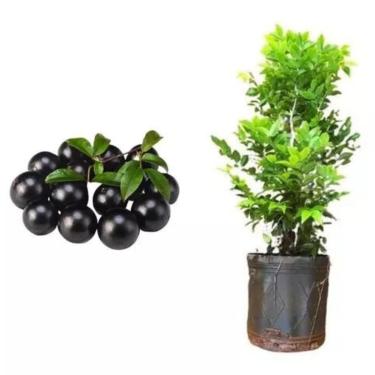 Imagem de Muda De Jabuticaba Hibrida Já com 80 cm - Ideal Para Vasos