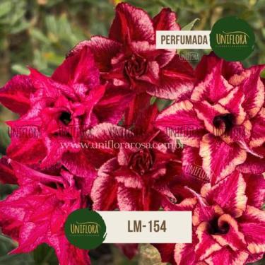 Imagem de Planta Rosa do Deserto PLANTA ADULTA DE FLOR DOBRADA COR MESCLADA com 