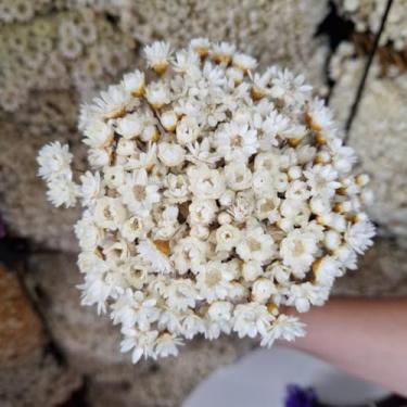 Imagem de Flores Sempre Viva Secas Bege – Buquê Natural para Decoração e Arranjos (Branca,1 buquê (200 florzinhas))