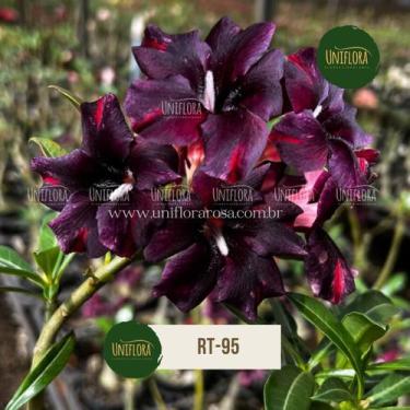 Imagem de Rosa do deserto SINGELA NEGRA COM LISTRAS VERMELHAS LANÇAMENTO RT95 - 