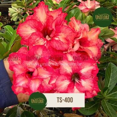 Imagem de Enxerto matriz rosa do deserto flor dobrada cor maravilha ts400 - UNIF