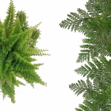 Imagem de Kit 2 Mudas Jovens Mini Samambaia Havaiana E Renda Francesa