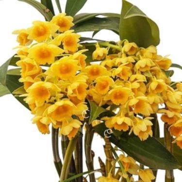 Imagem de Orquideas Dendrobium Densiflorum Planta Adulta Com Vaso